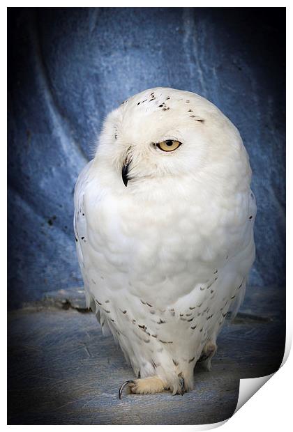 snowy owl . Print by chris smith