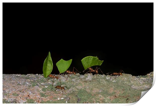 Leaf cutter ants  Print by chris smith