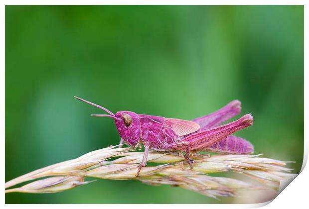 Pink Grasshopper.  Print by chris smith