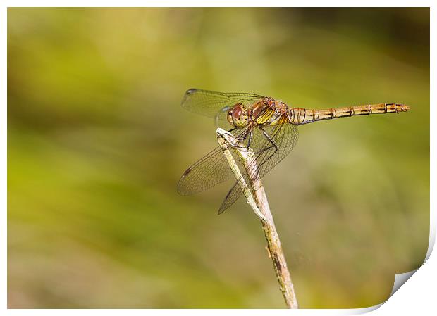 Dragonfly Print by chris smith
