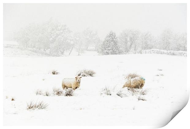 Sheep in the Snow  Print by chris smith