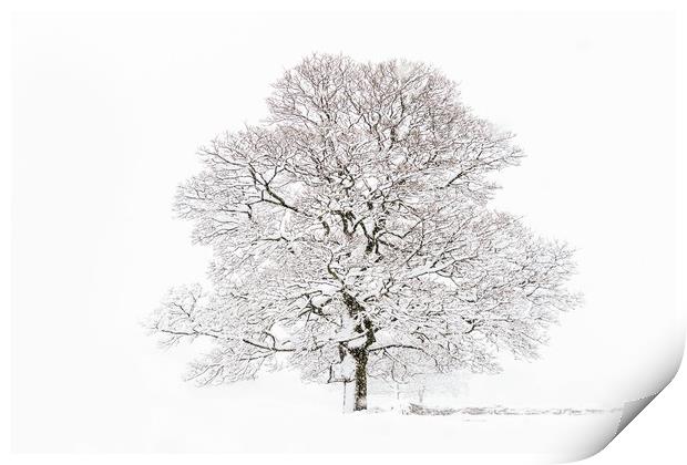 Winter Tree Print by chris smith