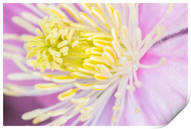 clematis  Print by chris smith