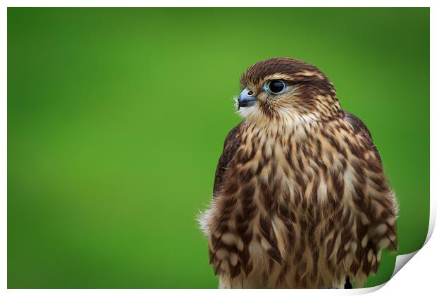 Merlin (Falco columbarium)  Print by chris smith