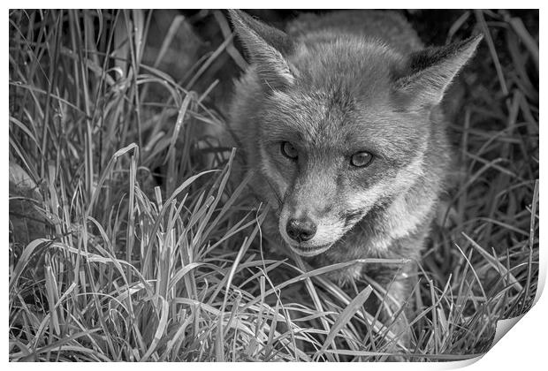 Red Fox (Vulpes vulpes)               Print by chris smith