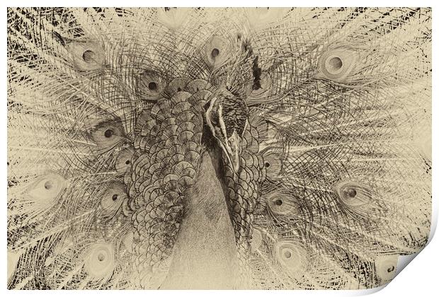 peacock  Print by chris smith