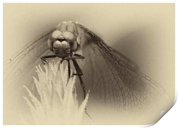 Dragonfly    Print by chris smith