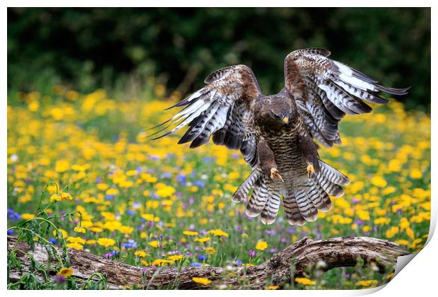 buzzard  Print by chris smith