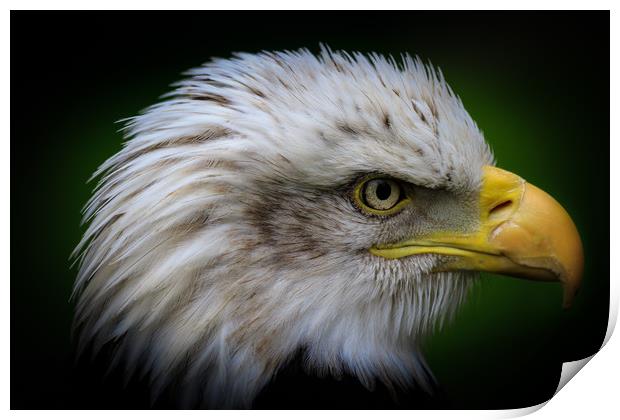 Bald eagle  Print by chris smith