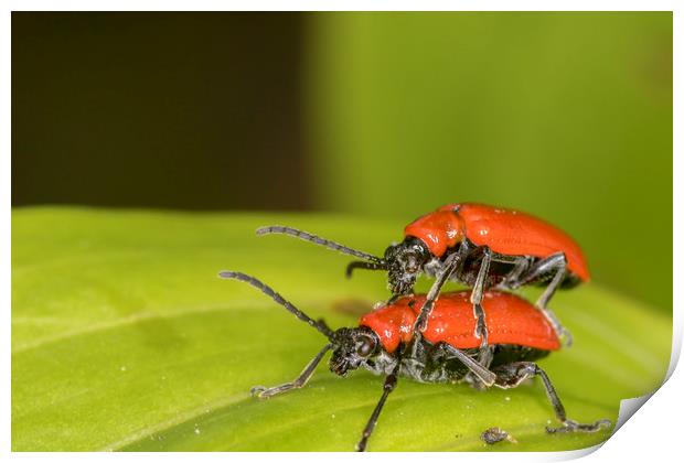 cardinal beetle (Pyrochroa coccinea)          Print by chris smith