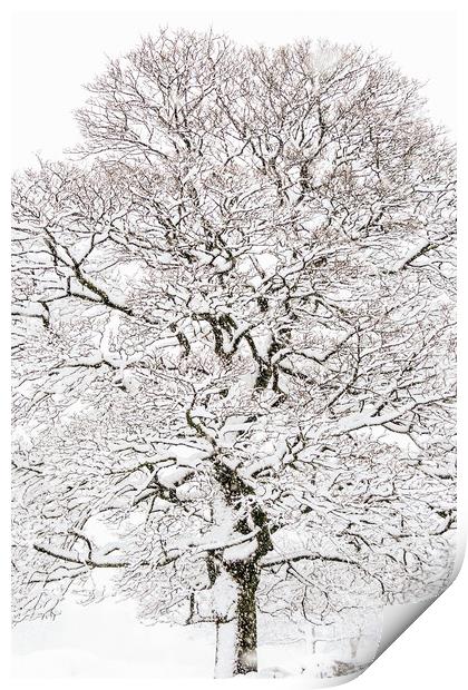 Winter Tree  Print by chris smith