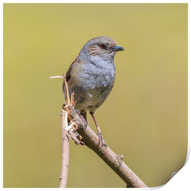 Dunnock (Prunella modularis)  Print by chris smith