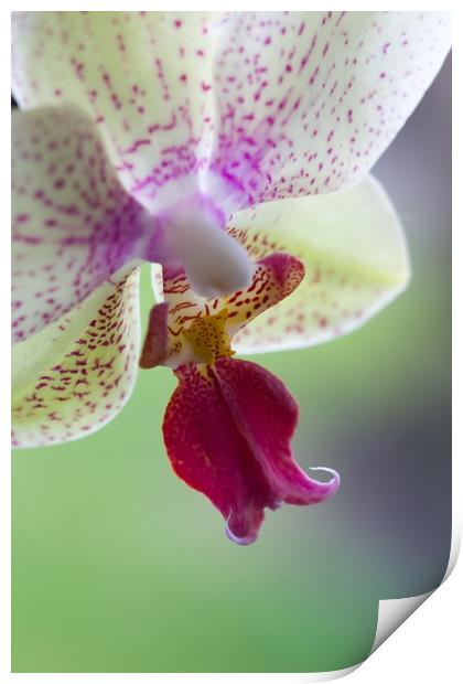 Orchid  Print by chris smith