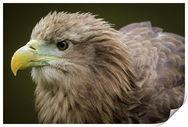 White-tailed  eagle (Haliaeetus albicilla)  Print by chris smith