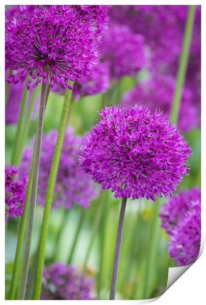 allium (Allium Giganteum)  Print by chris smith