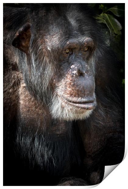 Chimpanzee  Print by chris smith