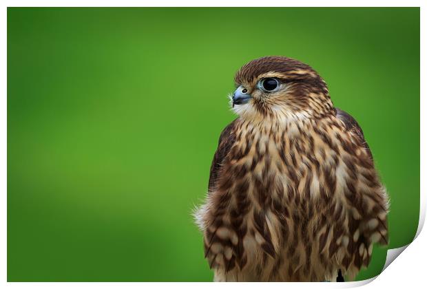 Merlin (Falco columbarius)       Print by chris smith