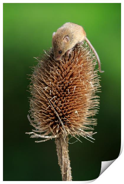 Harvest mouse  Print by chris smith