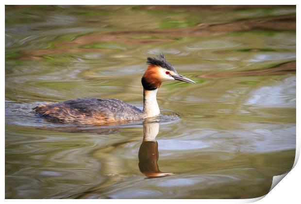 Great crested grebe   Print by chris smith