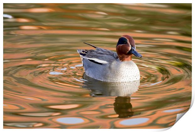 Teal Duck  Print by chris smith