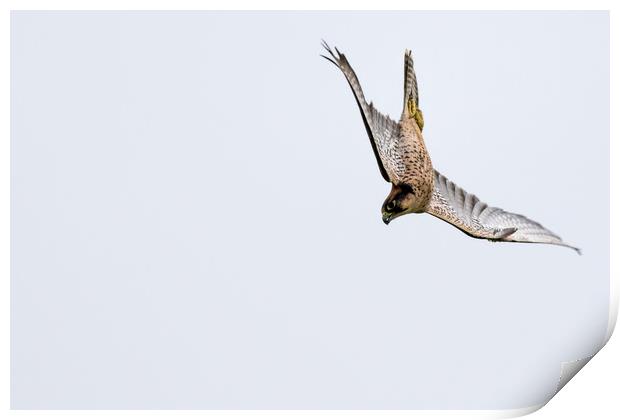New zealand falcon (Falco novaeseelandiae)  Print by chris smith