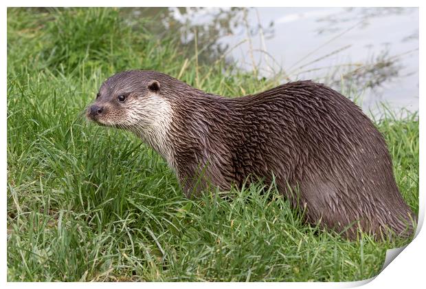 Otter (Lutra lutra)    Print by chris smith