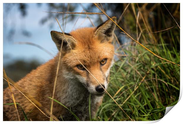 Red Fox (Vulpes vulpes)    Print by chris smith