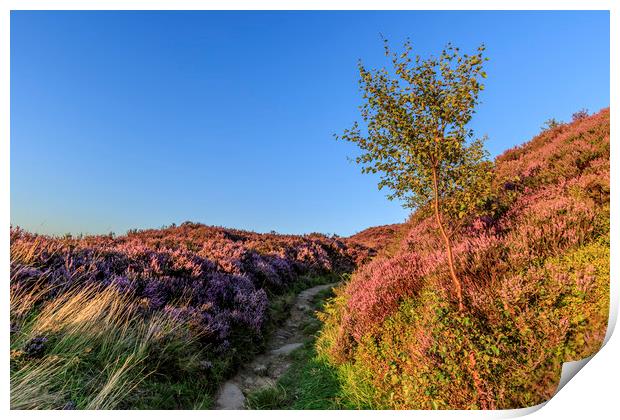 Heather in flower at sunset  Print by chris smith