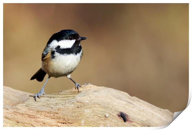 Coal Tit (Periparus ater)   Print by chris smith