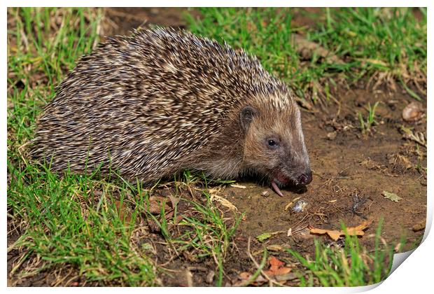 Hedgehog (Erinaceus europaeus)  Print by chris smith