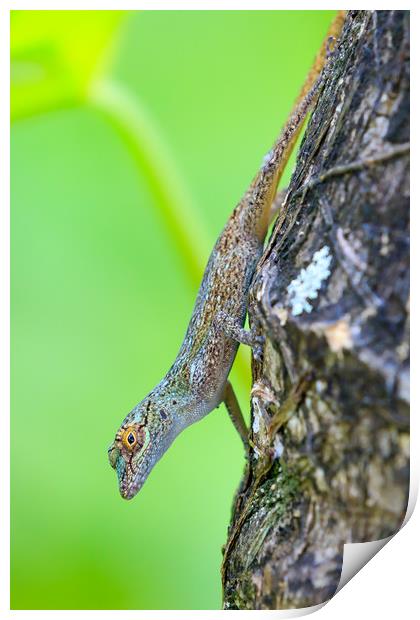 Gecko  Print by chris smith