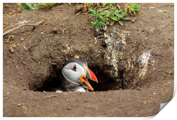 Puffins (Fratercula arctica)  Print by chris smith