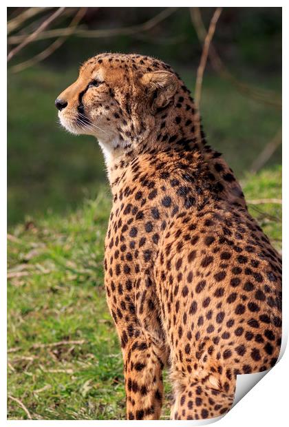 Cheetah  Print by chris smith