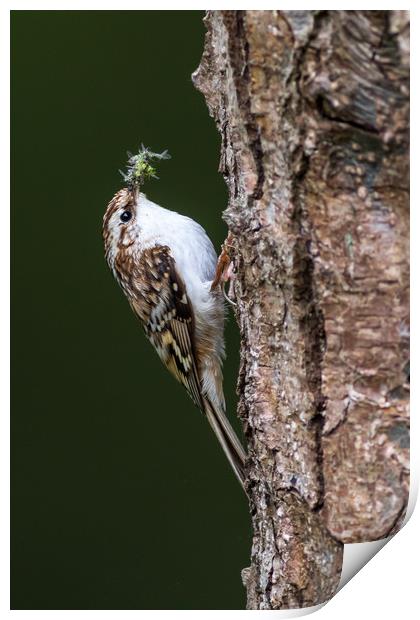 Treecreeper (Certhia familiaris)  Print by chris smith