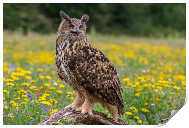 Eagle owl  (Bubo bubo) perched   Print by chris smith