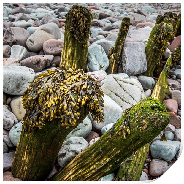 wooden groynes with seaweed     Print by chris smith