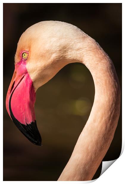 Flamingo                        Print by chris smith