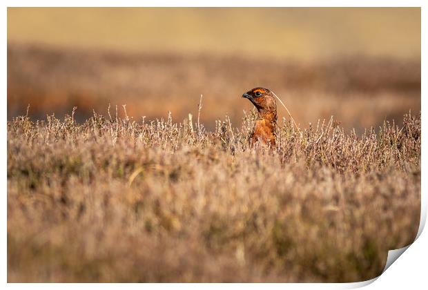 Red grouse  (Lagopus lagopus)           Print by chris smith