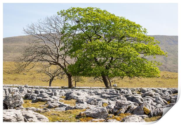 limestone pavement    Print by chris smith