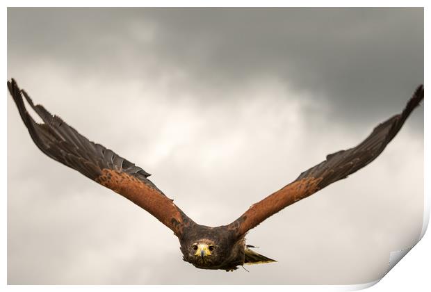 Harris Hawk  Print by chris smith