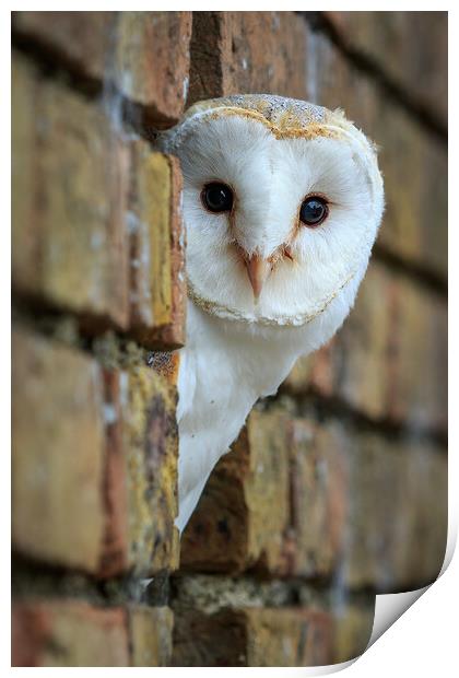 Barn Owl (tyto alba) Print by chris smith