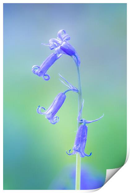 Bluebell Print by chris smith