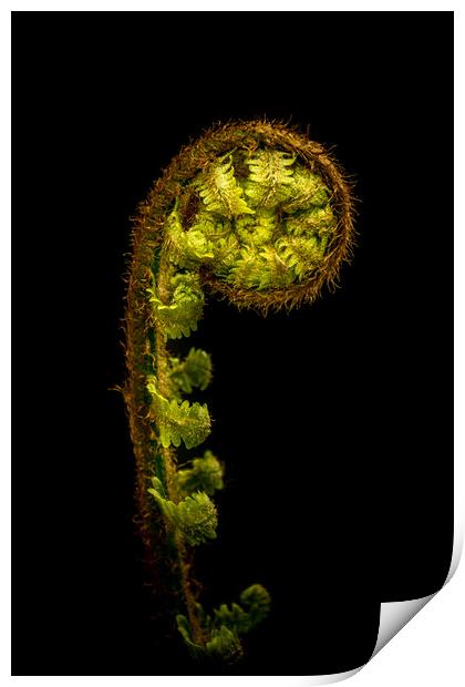 Fern Print by chris smith