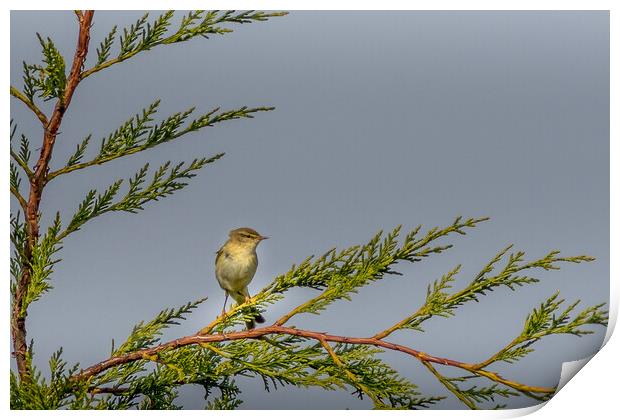 Willow warbler Print by chris smith