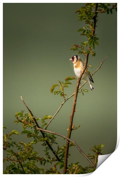 Goldfinch Print by chris smith