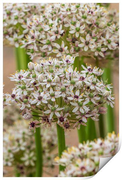 Allium  (silverspring) Print by chris smith