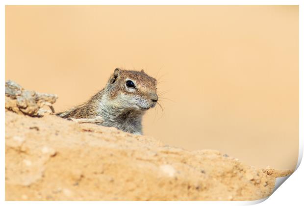  Barbary ground squirrel Print by chris smith