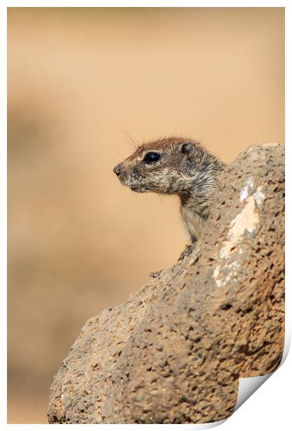  Barbary ground squirrel Print by chris smith