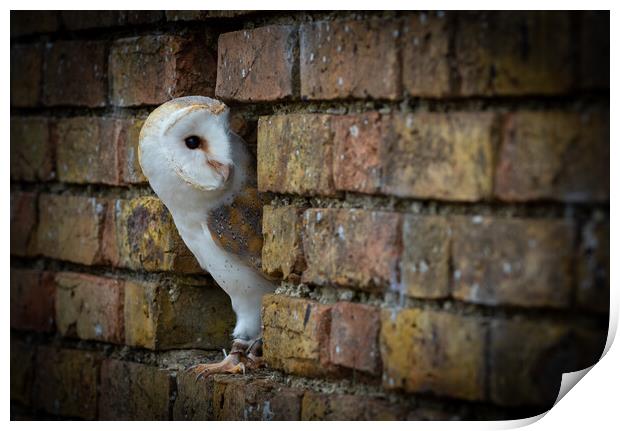 Barn Owl (tyto alba)  Print by chris smith