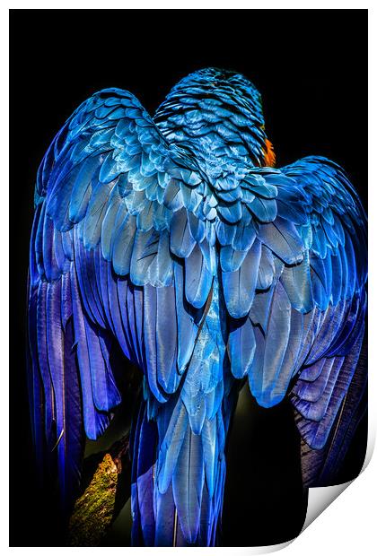 Blue-and-yellow macaw Print by chris smith